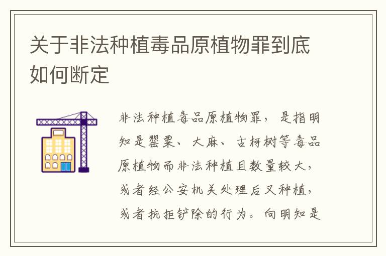 关于非法种植毒品原植物罪到底如何断定
