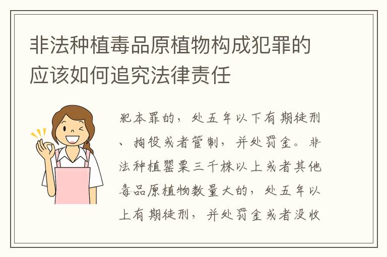 非法种植毒品原植物构成犯罪的应该如何追究法律责任
