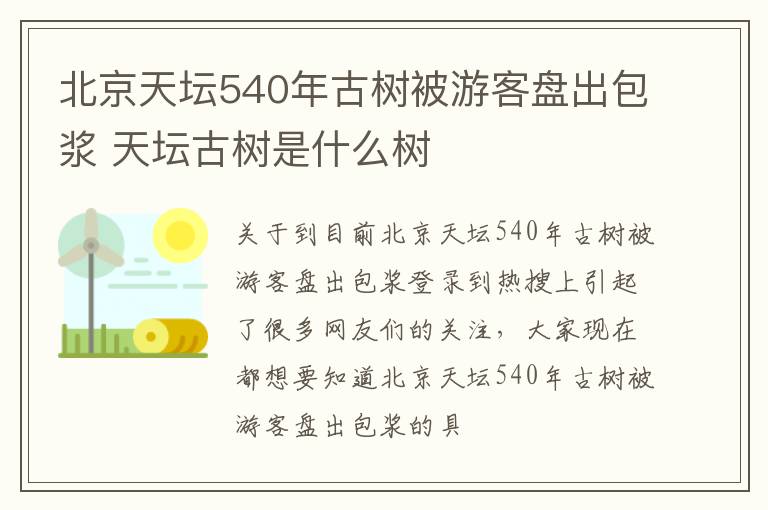 北京天坛540年古树被游客盘出包浆 天坛古树是什么树