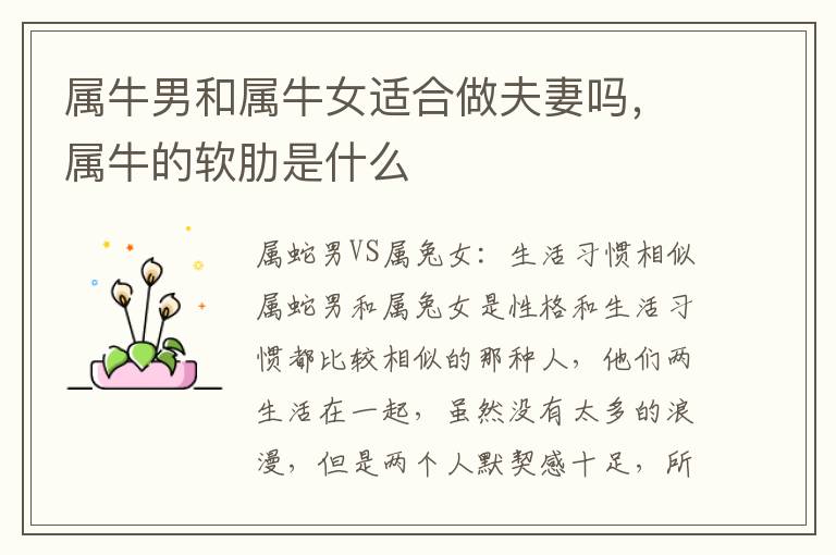 属牛男和属牛女适合做夫妻吗，属牛的软肋是什么