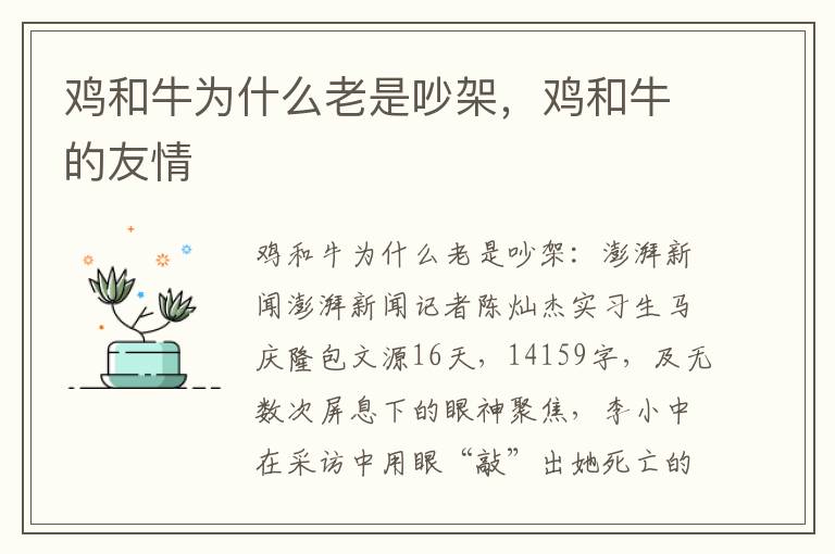 鸡和牛为什么老是吵架，鸡和牛的友情