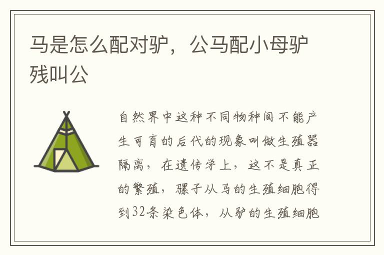 马是怎么配对驴，公马配小母驴残叫公