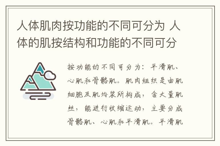 人体肌肉按功能的不同可分为 人体的肌按结构和功能的不同可分为