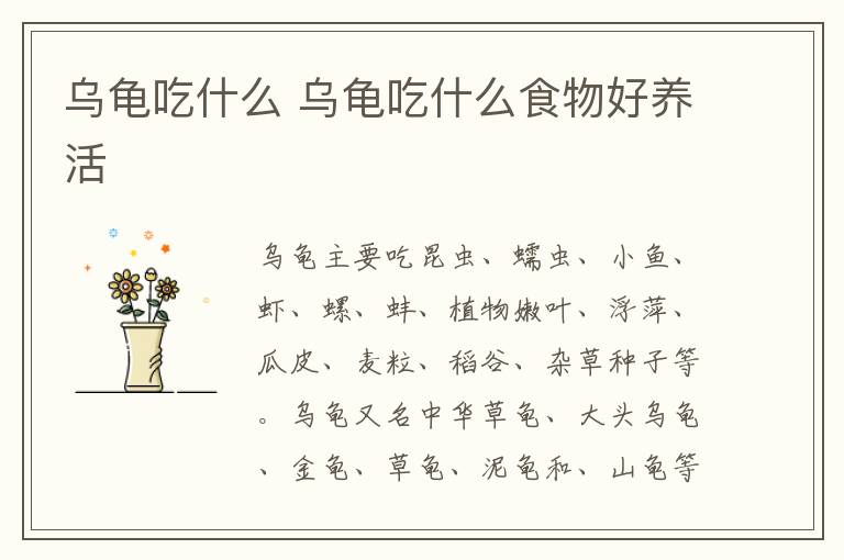 乌龟吃什么 乌龟吃什么食物好养活