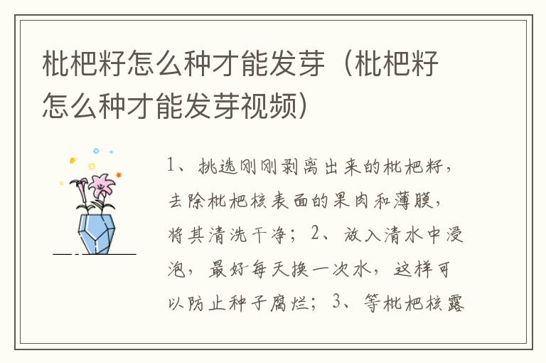 枇杷籽怎么种才能发芽（枇杷籽怎么种才能发芽视频）