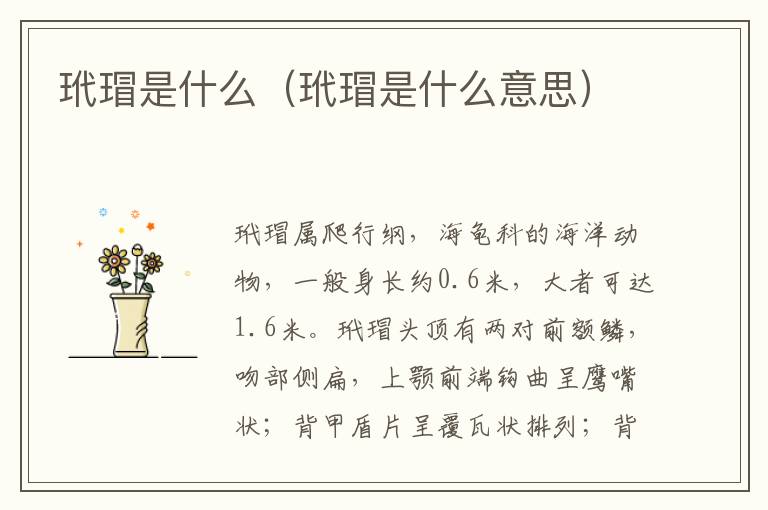 玳瑁是什么（玳瑁是什么意思）