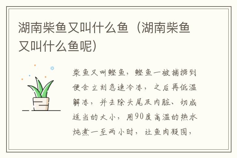 湖南柴鱼又叫什么鱼（湖南柴鱼又叫什么鱼呢）