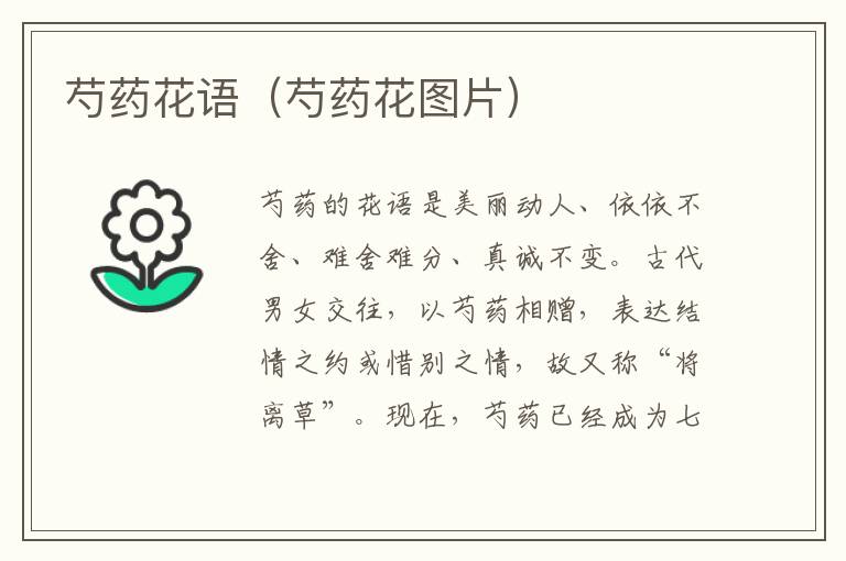 芍药花语（芍药花图片）
