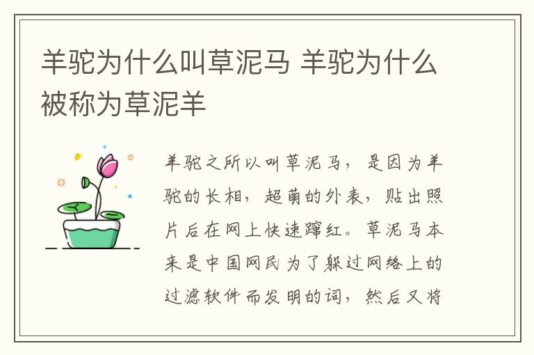 羊驼为什么叫草泥马 羊驼为什么被称为草泥羊