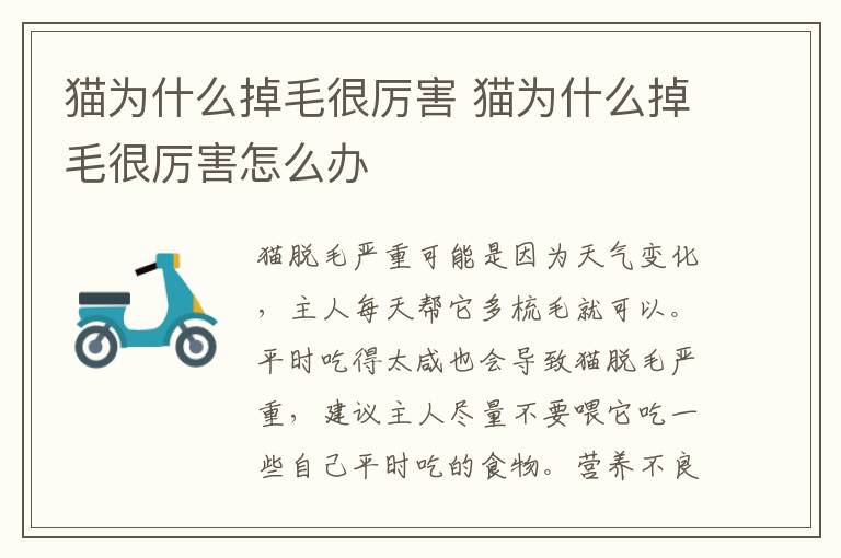 猫为什么掉毛很厉害 猫为什么掉毛很厉害怎么办