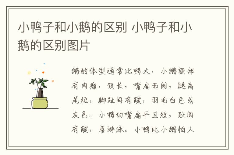 小鸭子和小鹅的区别 小鸭子和小鹅的区别图片