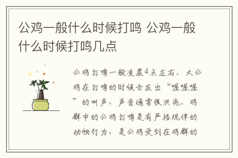 公鸡一般什么时候打鸣 公鸡一般什么时候打鸣几点