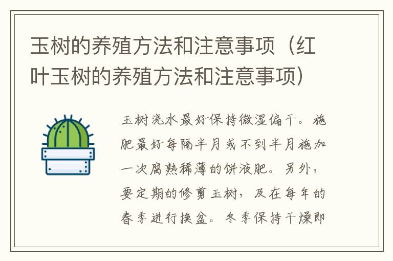 玉树的养殖方法和注意事项（红叶玉树的养殖方法和注意事项）
