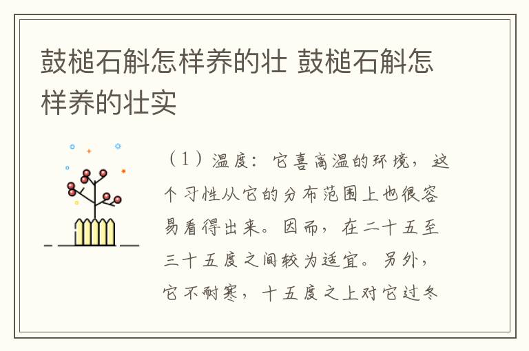 鼓槌石斛怎样养的壮 鼓槌石斛怎样养的壮实
