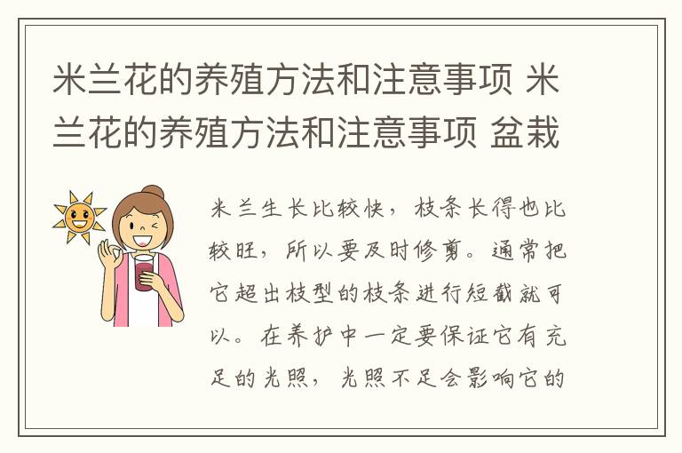 米兰花的养殖方法和注意事项 米兰花的养殖方法和注意事项 盆栽巴西木