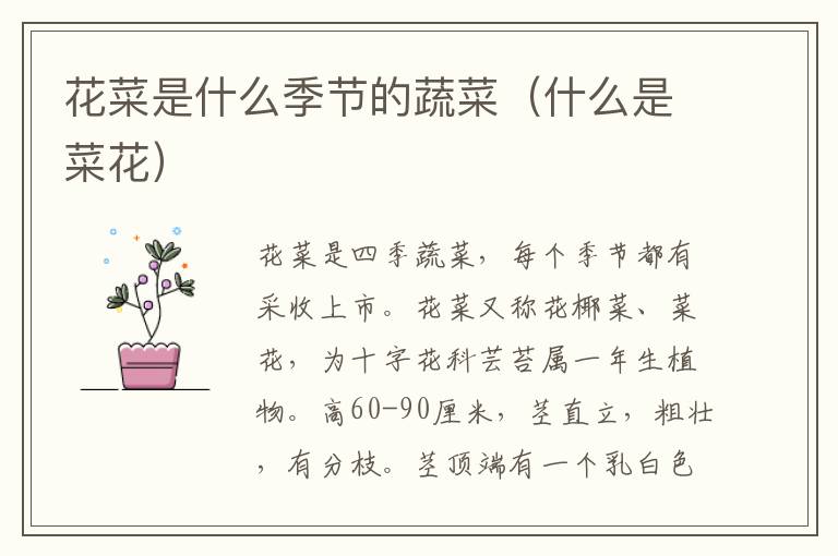 花菜是什么季节的蔬菜（什么是菜花）