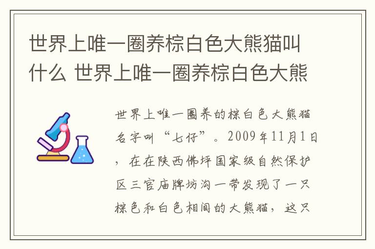 世界上唯一圈养棕白色大熊猫叫什么 世界上唯一圈养棕白色大熊猫叫什么名字