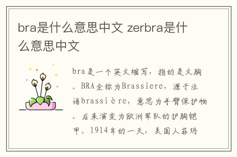 bra是什么意思中文 zerbra是什么意思中文