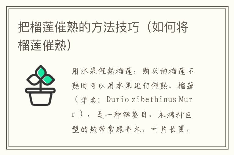 把榴莲催熟的方法技巧（如何将榴莲催熟）