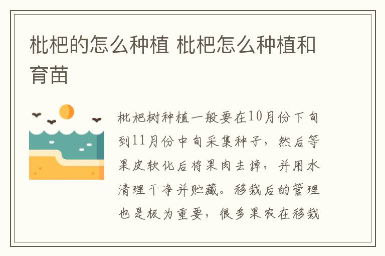 枇杷的怎么种植 枇杷怎么种植和育苗