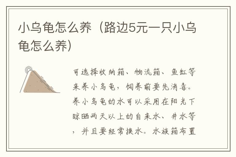小乌龟怎么养（路边5元一只小乌龟怎么养）