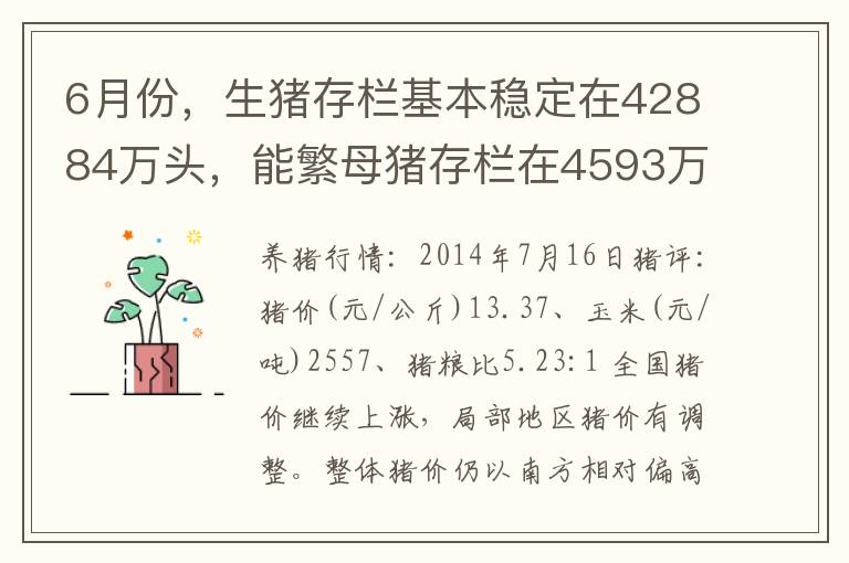 6月份，生猪存栏基本稳定在42884万头，能繁母猪存栏在4593万头