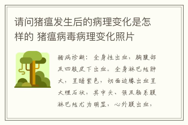 请问猪瘟发生后的病理变化是怎样的 猪瘟病毒病理变化照片