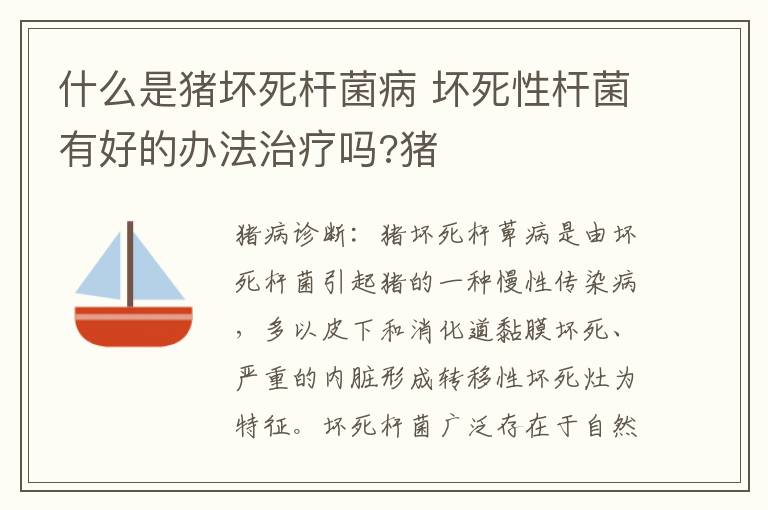 什么是猪坏死杆菌病 坏死性杆菌有好的办法治疗吗?猪