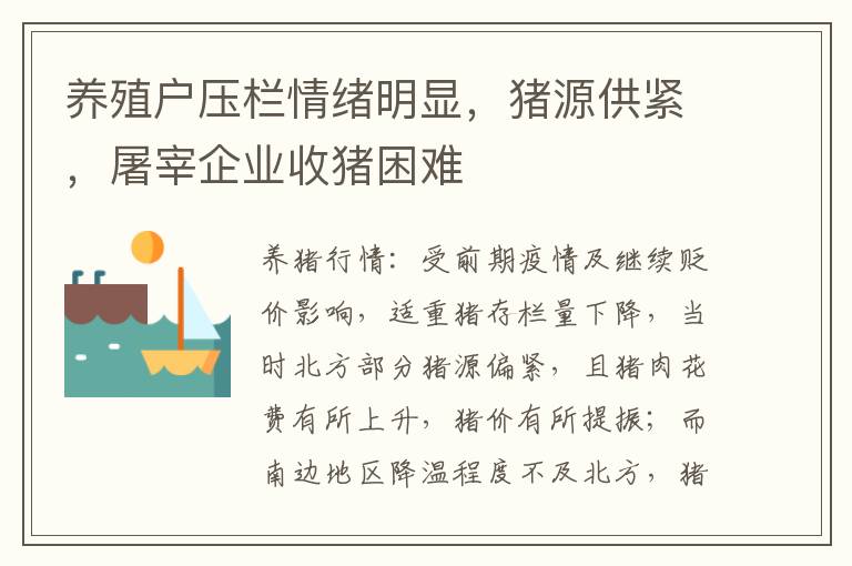 养殖户压栏情绪明显，猪源供紧，屠宰企业收猪困难