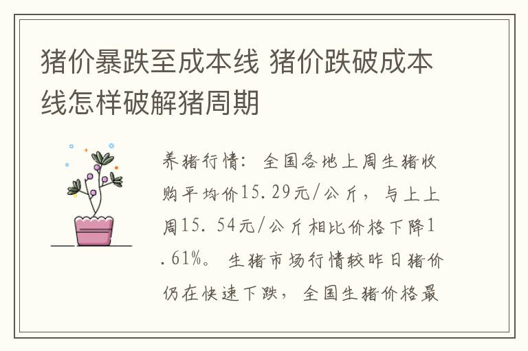 猪价暴跌至成本线 猪价跌破成本线怎样破解猪周期