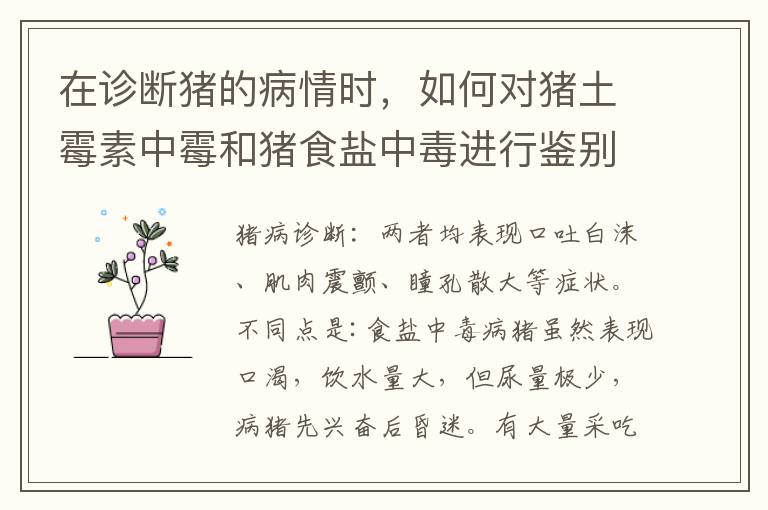 在诊断猪的病情时，如何对猪土霉素中霉和猪食盐中毒进行鉴别？