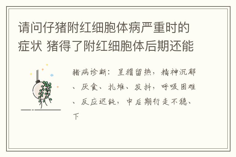 请问仔猪附红细胞体病严重时的症状 猪得了附红细胞体后期还能治好吗