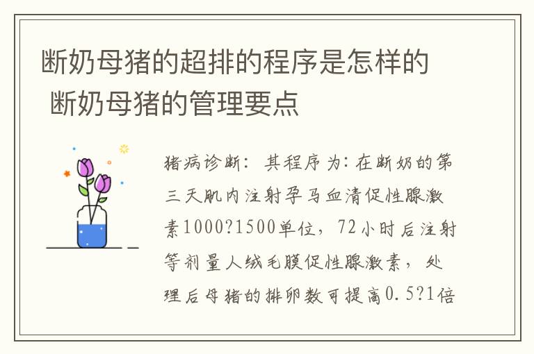 断奶母猪的超排的程序是怎样的 断奶母猪的管理要点