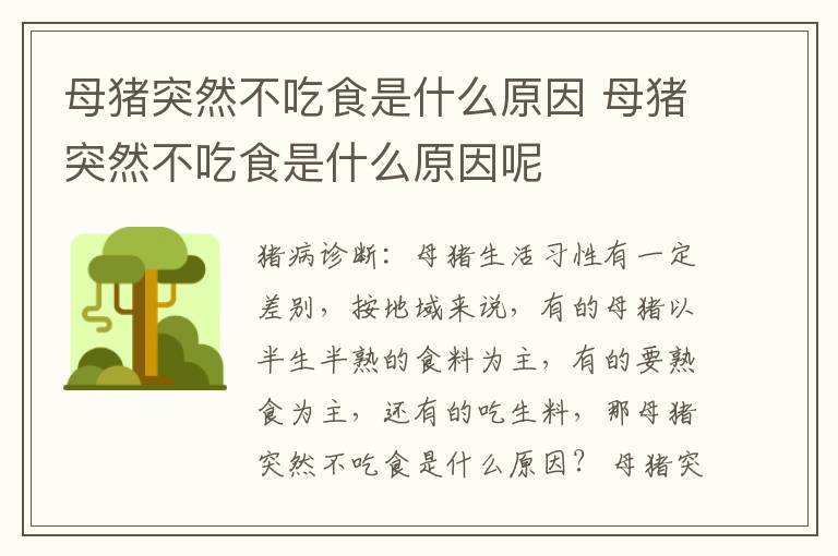 母猪突然不吃食是什么原因 母猪突然不吃食是什么原因呢