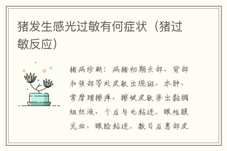 猪发生感光过敏有何症状（猪过敏反应）