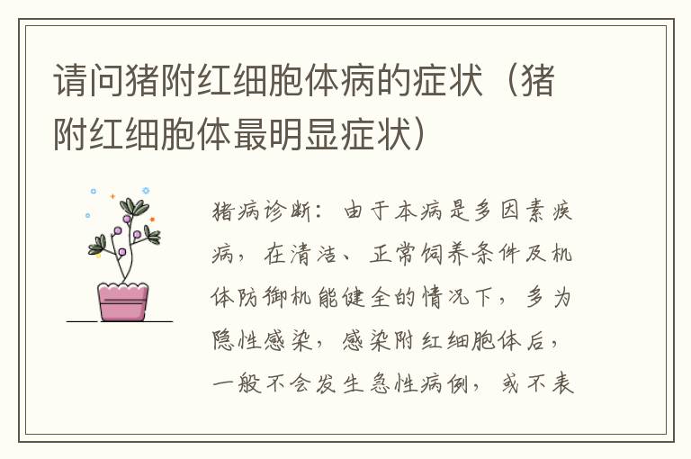 请问猪附红细胞体病的症状（猪附红细胞体最明显症状）