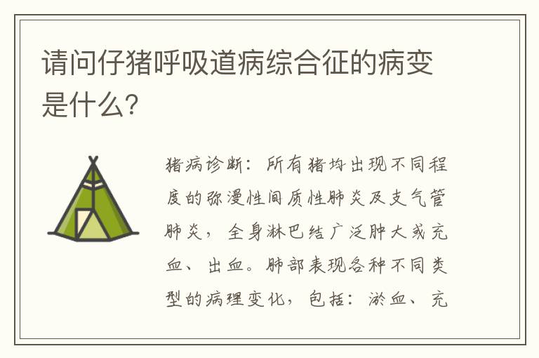 请问仔猪呼吸道病综合征的病变是什么？