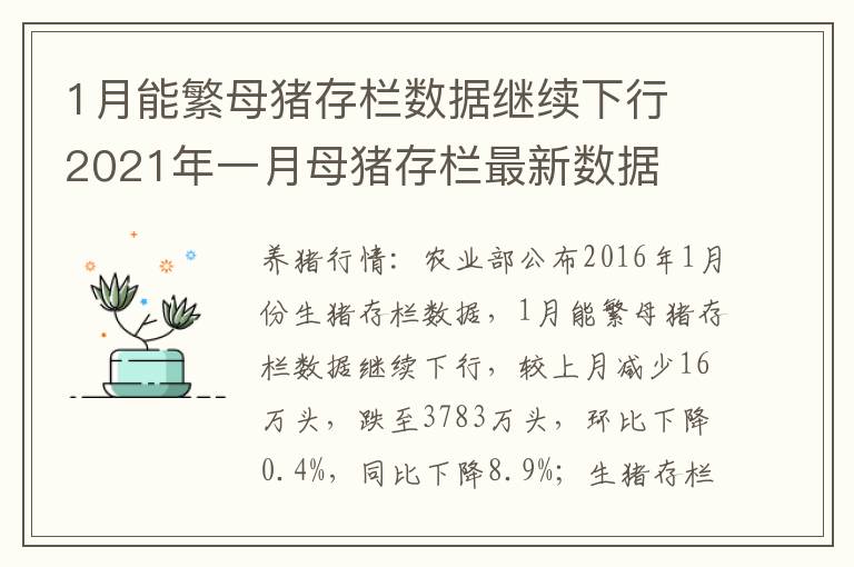 1月能繁母猪存栏数据继续下行 2021年一月母猪存栏最新数据