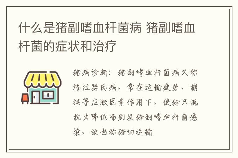 什么是猪副嗜血杆菌病 猪副嗜血杆菌的症状和治疗