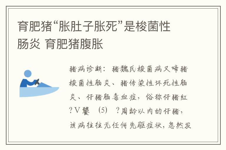 育肥猪“胀肚子胀死”是梭菌性肠炎 育肥猪腹胀