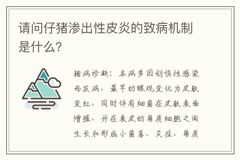请问仔猪渗出性皮炎的致病机制是什么？