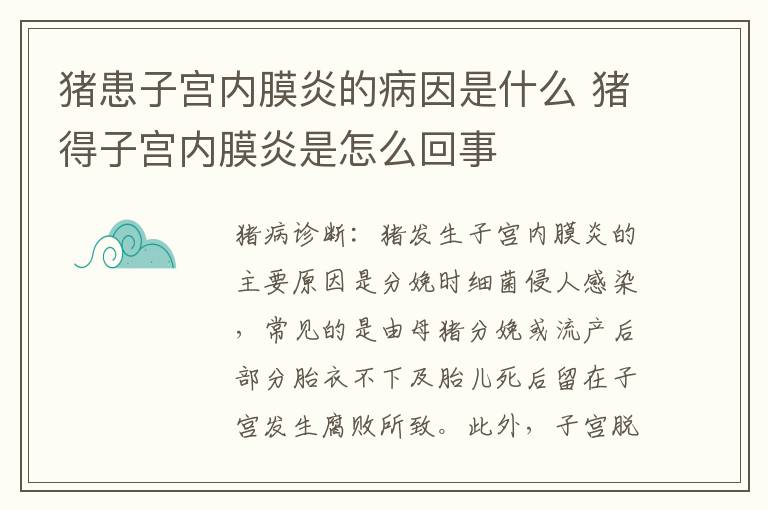 猪患子宫内膜炎的病因是什么 猪得子宫内膜炎是怎么回事