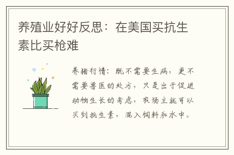 养殖业好好反思：在美国买抗生素比买枪难