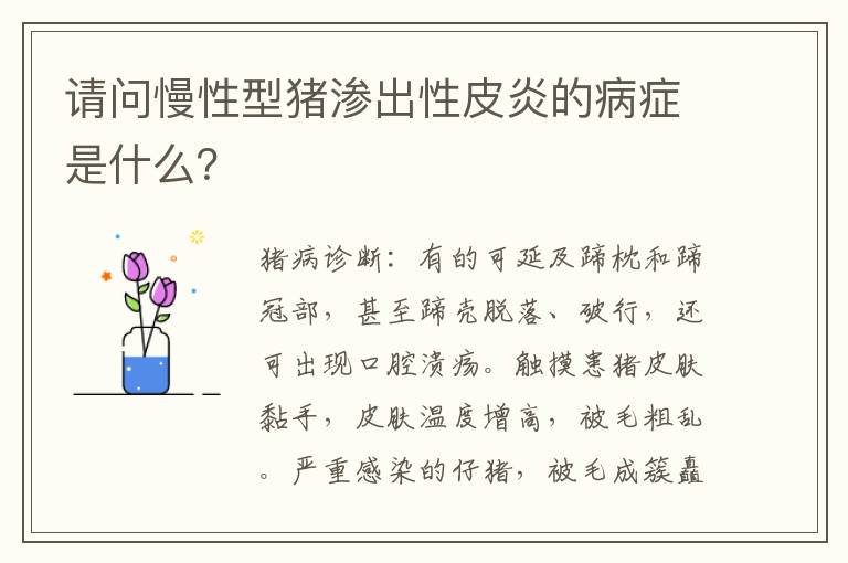 请问慢性型猪渗出性皮炎的病症是什么？