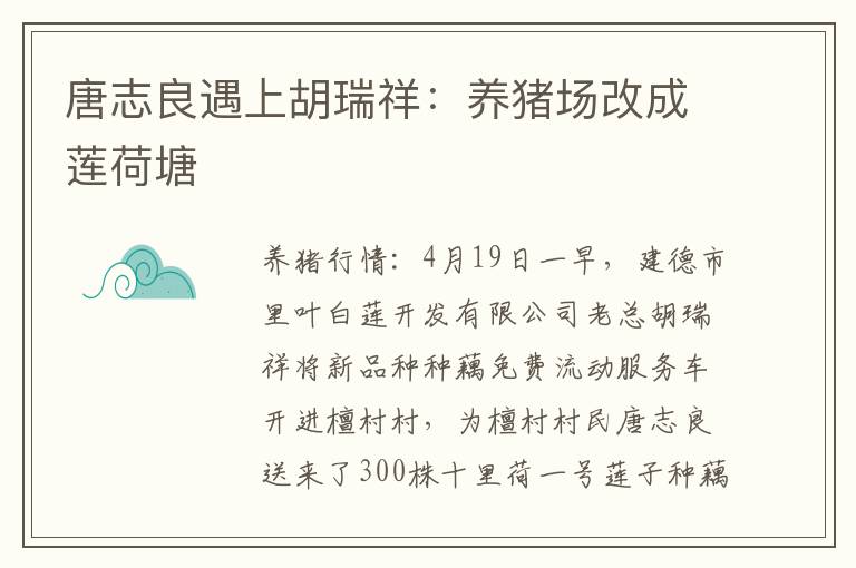 唐志良遇上胡瑞祥：养猪场改成莲荷塘