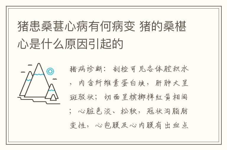 猪患桑葚心病有何病变 猪的桑椹心是什么原因引起的