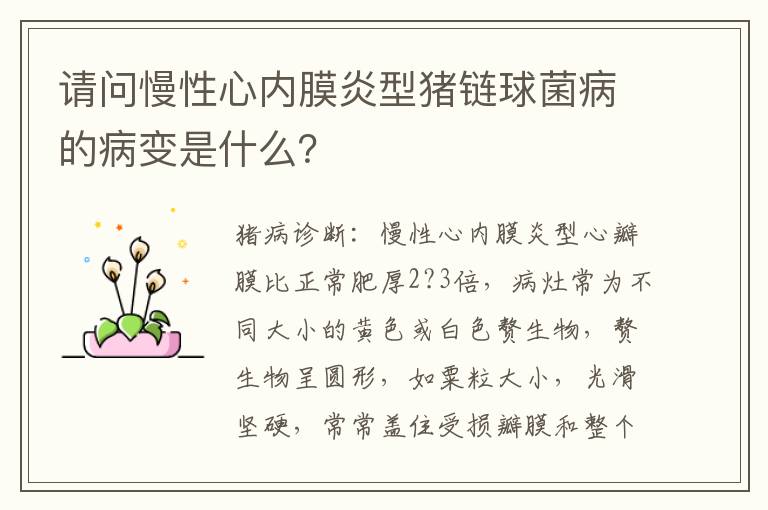 请问慢性心内膜炎型猪链球菌病的病变是什么？