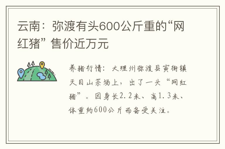 云南：弥渡有头600公斤重的“网红猪” 售价近万元