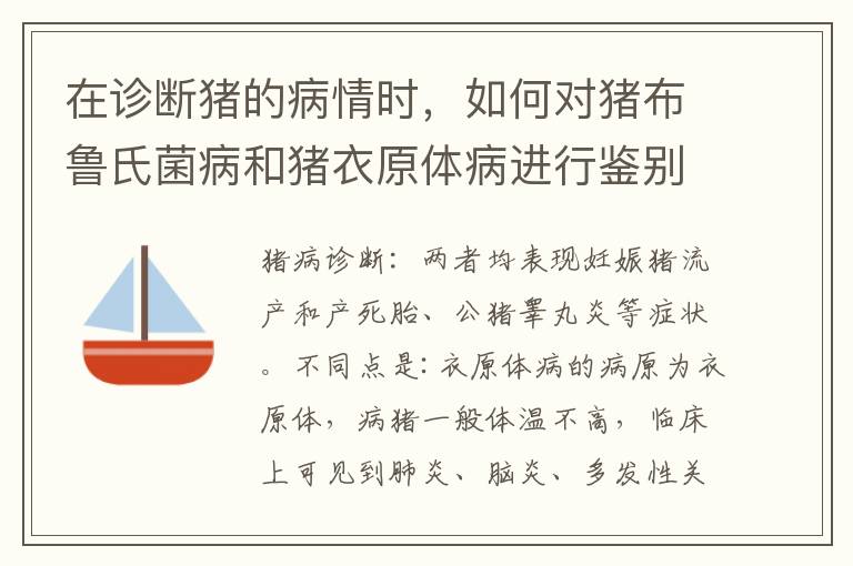 在诊断猪的病情时，如何对猪布鲁氏菌病和猪衣原体病进行鉴别？