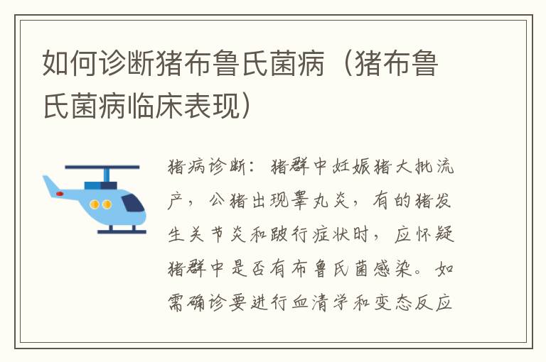 如何诊断猪布鲁氏菌病（猪布鲁氏菌病临床表现）